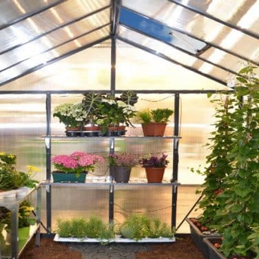 גלורי - חממה אפורה 8X12